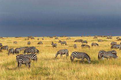 Picture of BURCHELLS ZEBRA-EQUUS BURCHELLII-SERENGETI NATIONAL PARK-TANZANIA-AFRICA