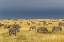 Picture of BURCHELLS ZEBRA-EQUUS BURCHELLII-SERENGETI NATIONAL PARK-TANZANIA-AFRICA