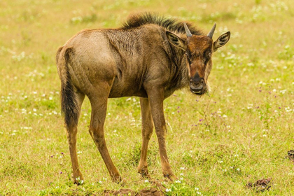 Picture of AFRICA-TANZANIA-NGORONGORO CRATER YOUNG WHITE-BEARDED WILDEBEEST CLOSE-UP 