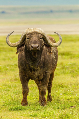 Picture of AFRICA-TANZANIA-NGORONGORO CRATER CAPE BUFFALO CLOSE-UP 