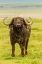 Picture of AFRICA-TANZANIA-NGORONGORO CRATER CAPE BUFFALO CLOSE-UP 