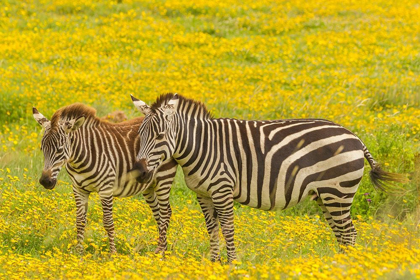 Picture of AFRICA-TANZANIA-NGORONGORO CRATER PLAINS ZEBRA ADULT AND YOUNG IN FLOWER FIELD 