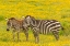 Picture of AFRICA-TANZANIA-NGORONGORO CRATER PLAINS ZEBRA ADULT AND YOUNG IN FLOWER FIELD 
