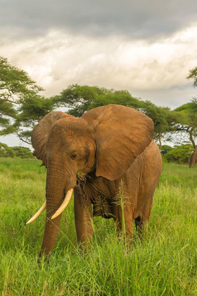 Picture of AFRICA-TANZANIA-TARANGIRE NATIONAL PARK AFRICAN ELEPHANT CLOSE-UP 