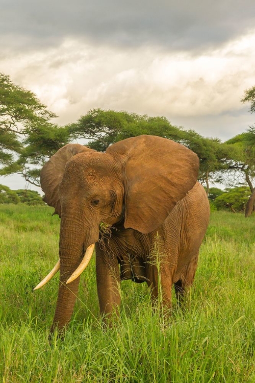 Picture of AFRICA-TANZANIA-TARANGIRE NATIONAL PARK AFRICAN ELEPHANT CLOSE-UP 