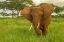 Picture of AFRICA-TANZANIA-TARANGIRE NATIONAL PARK AFRICAN ELEPHANT CLOSE-UP 