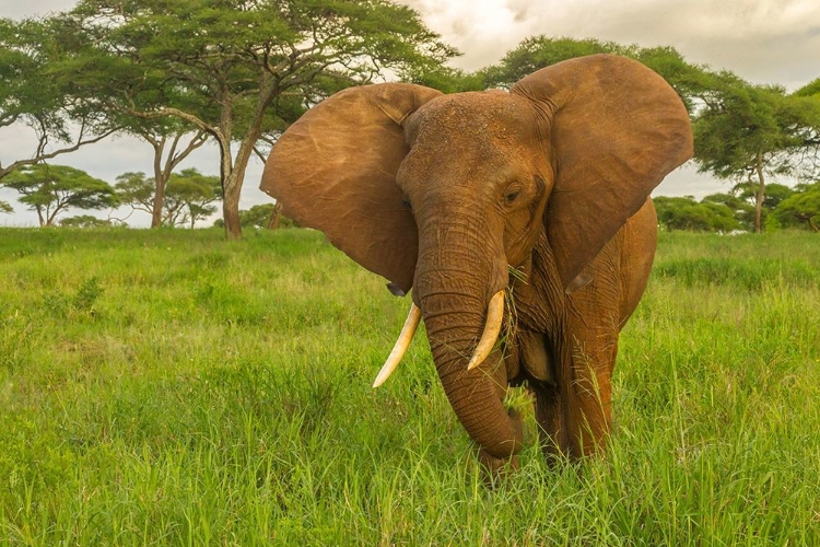 Picture of AFRICA-TANZANIA-TARANGIRE NATIONAL PARK AFRICAN ELEPHANT CLOSE-UP 