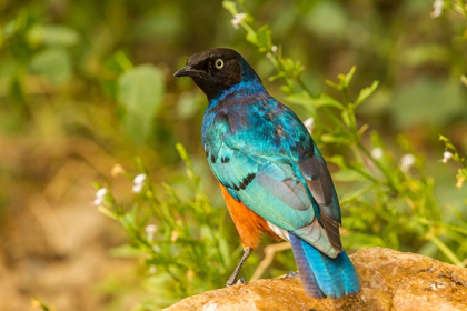 Picture of AFRICA-TANZANIA-SERENGETI NATIONAL PARK SUPERB STARLING CLOSE-UP 