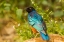 Picture of AFRICA-TANZANIA-SERENGETI NATIONAL PARK SUPERB STARLING CLOSE-UP 