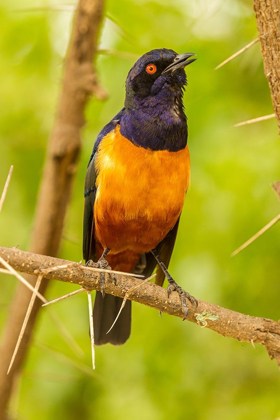 Picture of AFRICA-TANZANIA-SERENGETI NATIONAL PARK HILDEBRANDTS STARLING ON THORNY TREE 