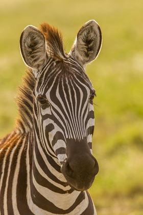 Picture of AFRICA-TANZANIA-SERENGETI NATIONAL PARK CLOSE-UP OF YOUNG PLAINS ZEBRA 