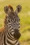Picture of AFRICA-TANZANIA-SERENGETI NATIONAL PARK CLOSE-UP OF YOUNG PLAINS ZEBRA 