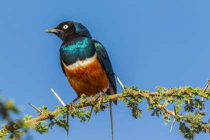 Picture of AFRICA-TANZANIA-SERENGETI NATIONAL PARK SUPERB STARLING CLOSE-UP 