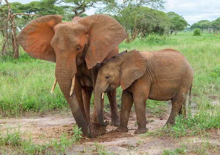 Picture of AFRICA-TANZANIA-TARANGIRE NATIONAL PARK AFRICAN ELEPHANT ADULT AND BABY 