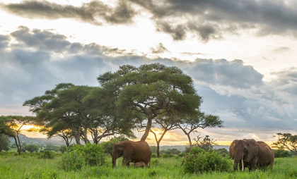 Picture of AFRICA-TANZANIA-TARANGIRE NATIONAL PARK AFRICAN ELEPHANTS AT SUNSET 