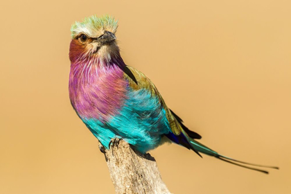 Picture of AFRICA-TANZANIA-SERENGETI NATIONAL PARK LILAC-BREASTED ROLLER BIRD CLOSE-UP 