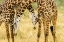Picture of AFRICA-TANZANIA-SERENGETI NATIONAL PARK YOUNG MAASAI GIRAFFES SPARRING 