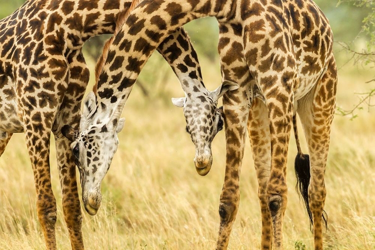 Picture of AFRICA-TANZANIA-SERENGETI NATIONAL PARK YOUNG MAASAI GIRAFFES SPARRING 