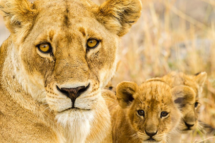 Picture of AFRICA-TANZANIA-SERENGETI NATIONAL PARK AFRICAN LIONESS AND CUBS 