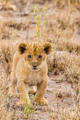 Picture of AFRICA-TANZANIA-SERENGETI NATIONAL PARK AFRICAN LION CUB CLOSE-UP 