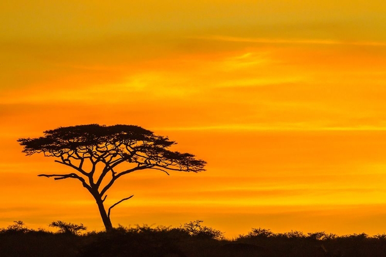 Picture of AFRICA-TANZANIA-SERENGETI NATIONAL PARK ACACIA TREE SILHOUETTE AT SUNSET 