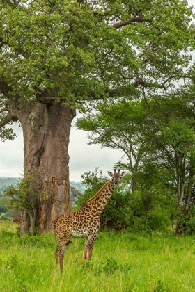 Picture of AFRICA-TANZANIA-TARANGIRE NATIONAL PARK MAASAI GIRAFFE AND LARGE TREE 