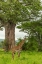 Picture of AFRICA-TANZANIA-TARANGIRE NATIONAL PARK MAASAI GIRAFFE AND LARGE TREE 