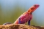 Picture of AFRICA-TANZANIA-SERENGETI NATIONAL PARK AGAMA LIZARD CLOSE-UP 