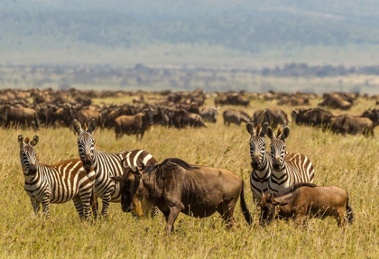 Picture of AFRICA-TANZANIA-SERENGETI NATIONAL PARK MIGRATION OF ZEBRAS AND WILDEBEESTS 