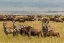 Picture of AFRICA-TANZANIA-SERENGETI NATIONAL PARK MIGRATION OF ZEBRAS AND WILDEBEESTS 