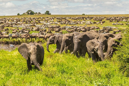 Picture of AFRICA-TANZANIA-SERENGETI NATIONAL PARK MIGRATION OF ZEBRAS AND WILDEBEESTS WITH ELEPHANT HERD 