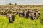 Picture of AFRICA-TANZANIA-SERENGETI NATIONAL PARK MIGRATION OF ZEBRAS AND WILDEBEESTS WITH ELEPHANT HERD 