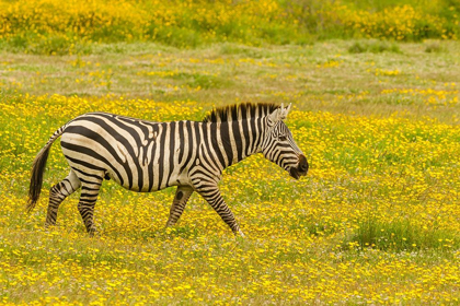 Picture of AFRICA-TANZANIA-NGORONGORO CRATER ZEBRA WALKING IN FLOWER FIELD 