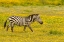 Picture of AFRICA-TANZANIA-NGORONGORO CRATER ZEBRA WALKING IN FLOWER FIELD 