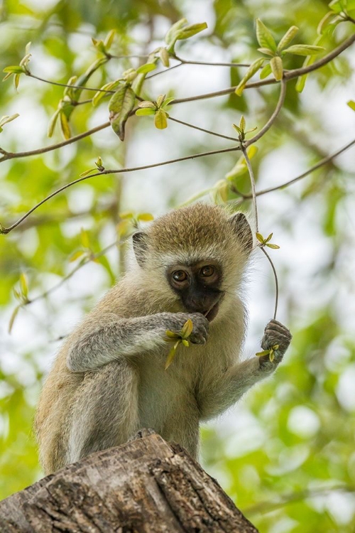 Picture of AFRICA-TANZANIA-TARANGIRE NATIONAL PARK YOUNG VERVET MONKEY CLOSE-UP 