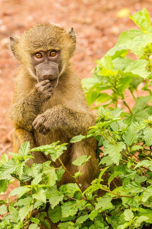 Picture of AFRICA-TANZANIA-LAKE MANYARA NATIONAL PARK OLIVE BABOON BABY CLOSE-UP 