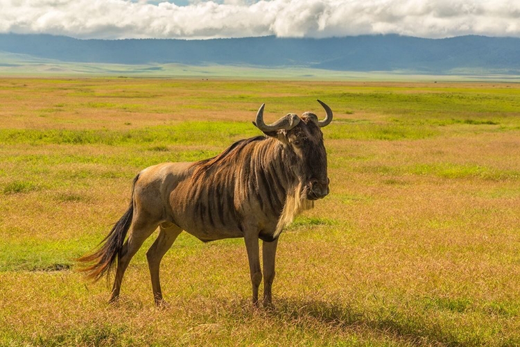 Picture of AFRICA-TANZANIA-NGORONGORO CRATER WHITE BEARDED WILDEBEEST ON PLAIN 