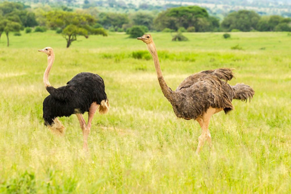 Picture of AFRICA-TANZANIA-TARANGIRE NATIONAL PARK OSTRICH MALE AND FEMALE CLOSE-UP 