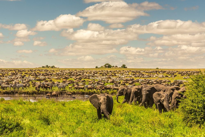 Picture of AFRICA-TANZANIA-SERENGETI NATIONAL PARK MIGRATION OF ZEBRAS AND WILDEBEESTS WITH ELEPHANT HERD 