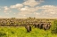 Picture of AFRICA-TANZANIA-SERENGETI NATIONAL PARK MIGRATION OF ZEBRAS AND WILDEBEESTS WITH ELEPHANT HERD 