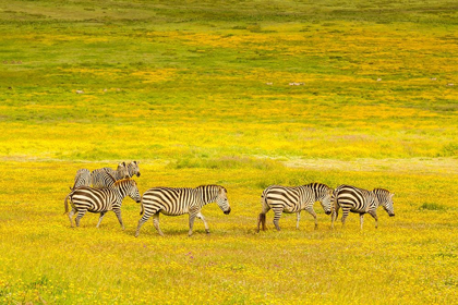 Picture of AFRICA-TANZANIA-NGORONGORO CRATER ZEBRAS IN FLOWER FIELD 