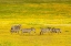 Picture of AFRICA-TANZANIA-NGORONGORO CRATER ZEBRAS IN FLOWER FIELD 