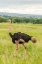 Picture of AFRICA-TANZANIA-TARANGIRE NATIONAL PARK OSTRICH MALE CLOSE-UP 