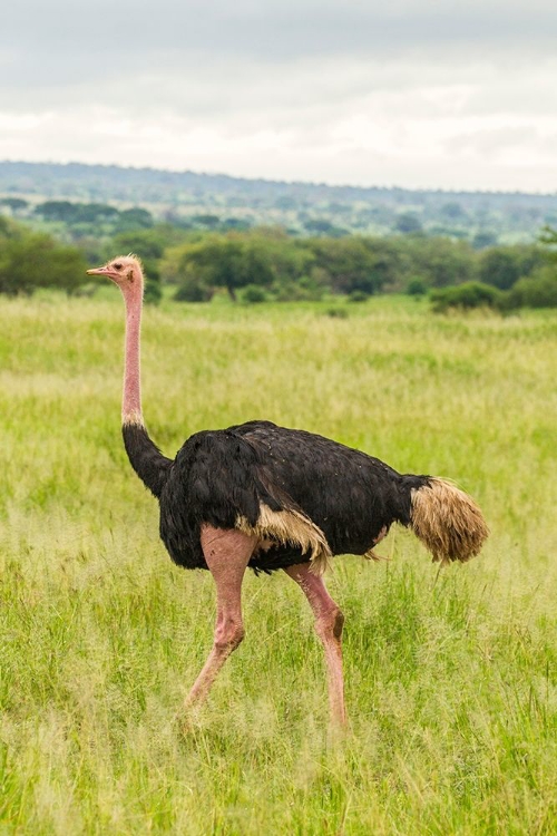 Picture of AFRICA-TANZANIA-TARANGIRE NATIONAL PARK OSTRICH MALE CLOSE-UP 