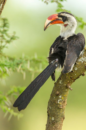 Picture of AFRICA-TANZANIA-TARANGIRE NATIONAL PARK VON DER DECKENS HORNBILL BIRD CLOSE-UP 