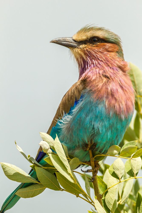 Picture of AFRICA-TANZANIA-TARANGIRE NATIONAL PARK LILAC-BREASTED ROLLER CLOSE-UP 