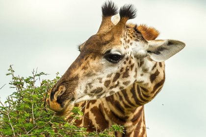 Picture of AFRICA-TANZANIA-TARANGIRE NATIONAL PARK MAASAI GIRAFFE EATING TREE LEAVES 