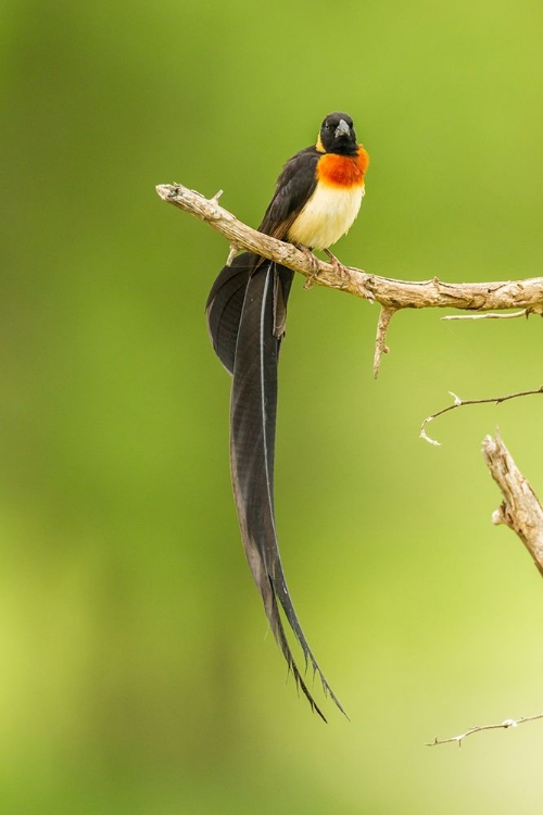 Picture of AFRICA-TANZANIA-TARANGIRE NATIONAL PARK PARADISE WHYDAH BIRD ON LIMB 