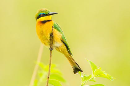 Picture of AFRICA-TANZANIA-TARANGIRE NATIONAL PARK LITTLE BEE EATER CLOSE-UP 