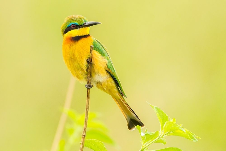 Picture of AFRICA-TANZANIA-TARANGIRE NATIONAL PARK LITTLE BEE EATER CLOSE-UP 